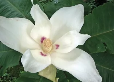 Beautiful Big Leaf White Magnolia Sapling LIVE Plant Bare Root 12 Inches (+/-) • $14.95