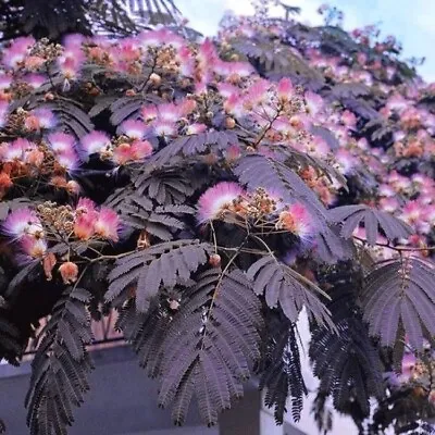 Albizia Julibrissin 'Summer Chocolate' Mimosa Tree 3 Litre pot  • £33.50