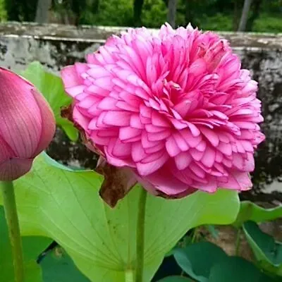 Camellia Lotus/Water Lily Flower/Bonsai Lotus/Ponds / Bow/5 Fresh Seeds • £3.95