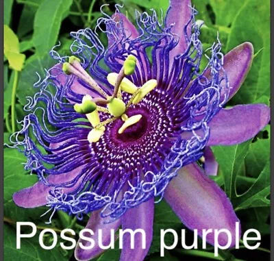 Passion Fruit - Possum Purple - Passiflora Edulis 1 Live Plant • $9.97