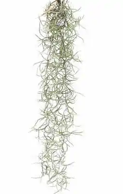 £7.95 • Buy Spanish Moss MINI - Tillandsia Usneoides - Long Bushy Trailing Basket Airplant