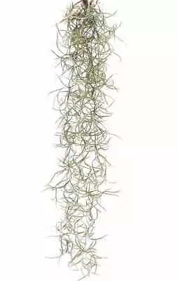 £7.95 • Buy Spanish Moss MINI - Tillandsia Usneoides - Long Bushy Trailing Basket Airplant