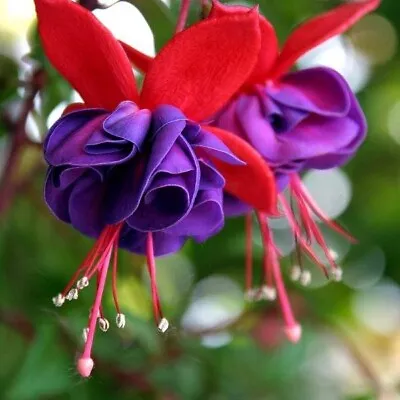 Fuchsia Plant Live | Hummingbird Plant | Mother's Day Gift • $5.99