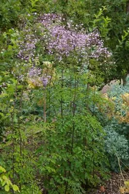 Thalictrum Delavayi - Chinese Meadow Rue 9cm Pot Tall With Lilac Mauve Flowers • £5.99