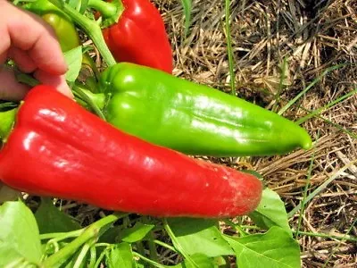 Red Marconi Sweet Pepper Seeds Non-gmo Italian Heirloom BIG FLAVOR • $4.99