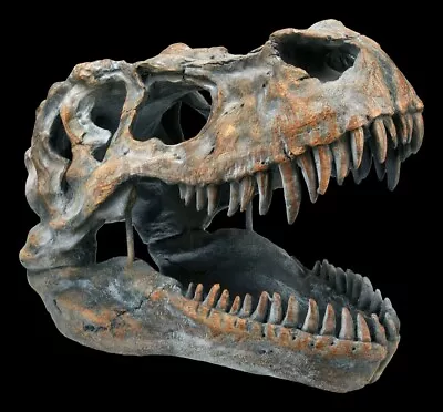 Skull - Tyrannosaurus Rex Medium - Fossil Dino T-Rex Skeleton Skull Decor • £85.31