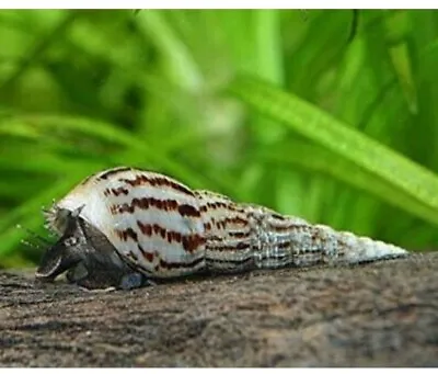 10 Malaysian Trumpet Snail Clean Up Crew Tropical/Coldwater Tank Or Puffer Food • £3.40