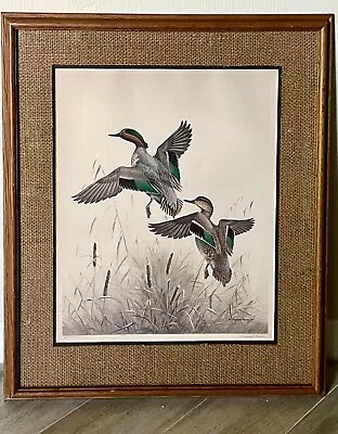 Maynard Reece JUMPING GREEN WING TEAL 15x20” Framed Signed # 172/950 • $39.99