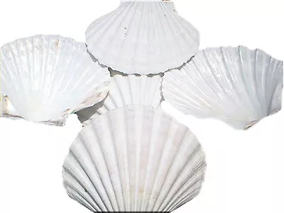 4 LG White Irish Baking Scallop Shells (4-4.5 ) Restaurant Quality Beach Dining • $9.99