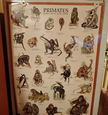 PRIMATES  Poster 1994 Nuova  ARTI Design L DE NITTIS  Laminated • $84.64