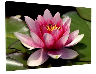 £17.95 • Buy Japanese Zen Lotus Flower Canvas Picture Print Framed Wall Art