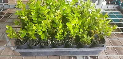 Trays Of Forty Two  Japanese Box Hedge Plants In Tubes • $65