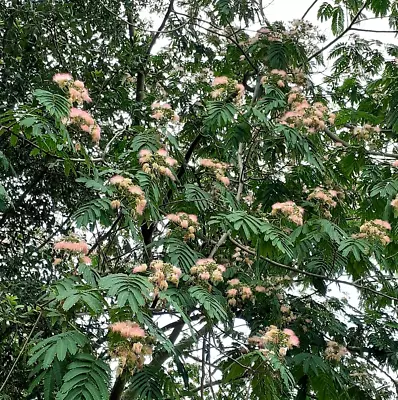 Mimosa Tree - Persian Silk - Flowering Landscape 3.5  Pot • $19.99