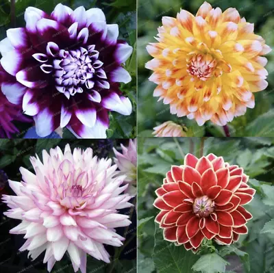20 EXOTIC RARE DAHLIA SEEDS Blossom Bloom Garden Flower Bed Plant Diy 15-#9-12 • $7.25