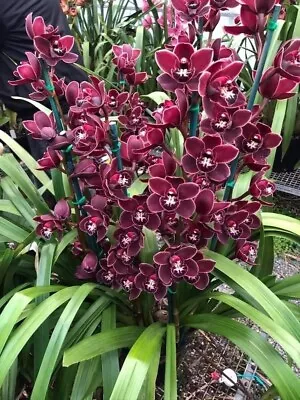 $40 • Buy Cymbidium Orchid -Waringah Winter 'National Show' - Flowering Size Plant