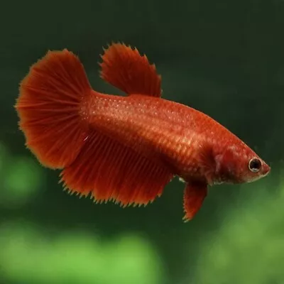 Halfmoon Red Betta Female | Betta Splendens | Labyrinth Fish | Anabantoid • £13.92