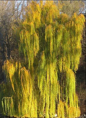 LARGE 9ft-10ft Inc. Pot 25litre Size Golden Weeping Willow - Salix Chrysocoma • £159.99