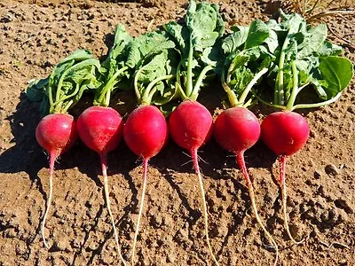 Radish Crimson Giant 1000 Seeds • £2.49