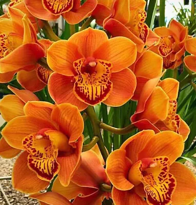 Cymbidium Orchid - Foxfire Amber ‘Dural' -  2 Spikes In A 175mm Pot Size • $86