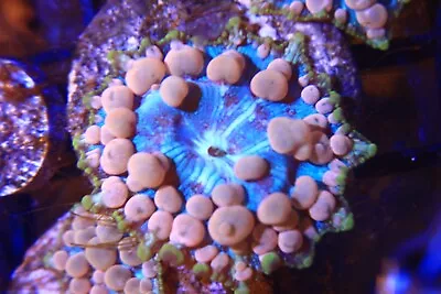 -Neptune Bounce Mushroom Live Coral Frag • $65.99