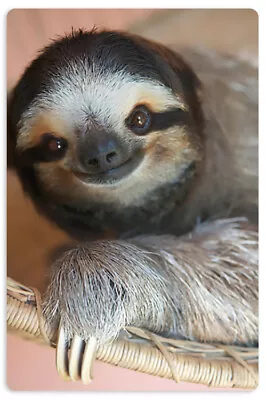 $2.50 • Buy Sloth Card - Cards Against Humanity - CAH - Rare Collectable Surprise Gift