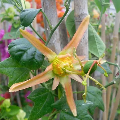 £6.50 • Buy A Young Passion Flower Passiflora Herbertiana Plant ( Climber Vine )