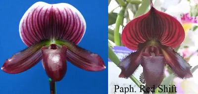 Paphiopedilum Hsinying Carlos X Red Shift Orchid Flask Slipper • $100