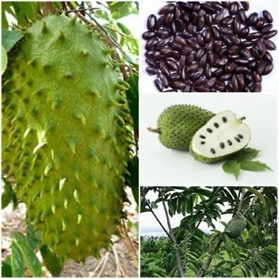 $43.99 • Buy Soursop GUANABANA ANNONA 200+ Seeds Organic Ceylon Pure A Grade Premium Quality