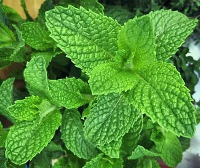 Mint Spearmint Mentha Spicata Herb LIve Plant 4inpot Live Plants • $3.99