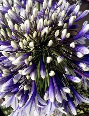 New!   Fireworks Agapanthus Lily Of The Nile In 9cm  Pot Limited In Stock • £11