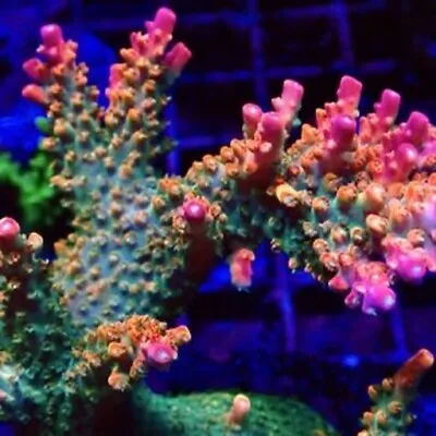 Krakatoa Acropora Frag-sps/ Frag/coral/marine • £31.99