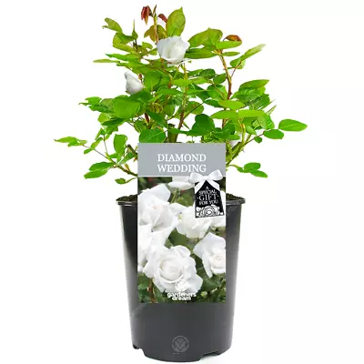 £23.99 • Buy Diamond Wedding Rose - 60th Wedding Anniversary Gift - Live Rose Bush Plant