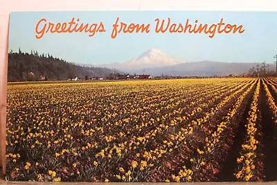 Washington WA Mt Rainier Daffodils Puyallup Valley Postcard Old Vintage Card PC • $0.50