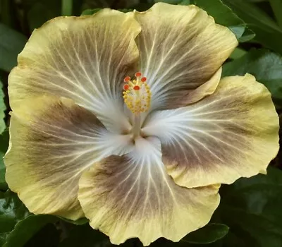 TAHITIAN SOLAR ECLIPSE Tropical Hibiscus -- Plant In 4.5  Pot • $24.95