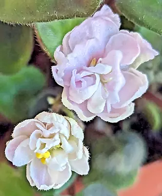 African Violet Plant * OPERA DOC * Mini Trailer 1999 S. McGaha • $8.50