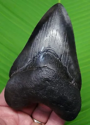 Megalodon Shark Tooth - 5.09   - Sharks Teeth - Real Fossil  - Megladone • $219