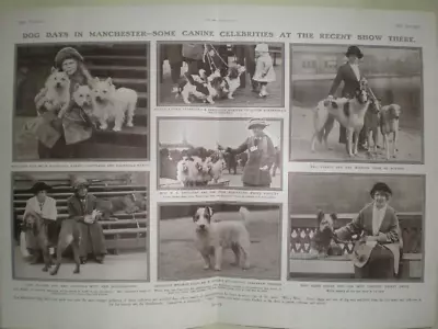 Photo Article The Manchester Dog Show 1914 • £9.99