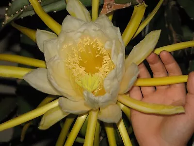 Epiphyllum Dragon Fruit Hylocereus Costaricensis Purple Skin/flesh Cutting • $8