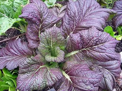 Red Giant Mustard Seeds Brassica Juncea NON-GMO Garden Growing FREE SHIPPING • $2.79