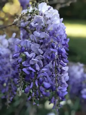 Wisteria Sinensis Blue Climbing Plant Large Grafted 6-7ft Tall In A 10 Litre Pot • £69.99