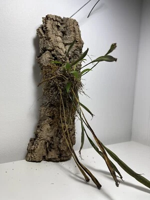 $49.99 • Buy Australian Native Orchid DENDROBIUM Tetragonum V Tetragonum