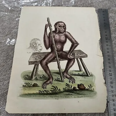 Antique Monkey Print 18th Century • £20