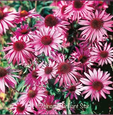 15 Echinacea “Brilliant Star” Seeds • £1.95