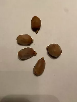 Zamia Inermis Seeds - Very Rare - Sprouting Now • $6