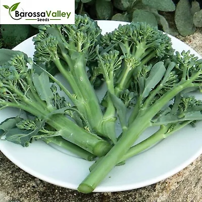 BABY BROCKY Broccoli F1 Hybrid Seeds AUTUMN SPRING Baby BROCKY Broccoli Seed V26 • $6.69