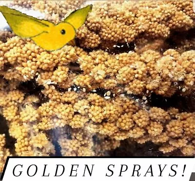 FRESH!!! Spray Millet California Grown Freshly Packaged 8 Ounces (5-10 Sprays) • $11.99