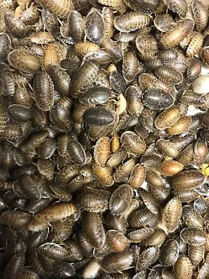 Dubia Roaches - Small Medium Large & Feeder Males - Live Arrival Guaranteed • $12