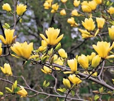 Yulan Magnolia Seed 20 Yellow Butterfly Magnolia Seeds Tree Tulip Lily Flower • $2.48