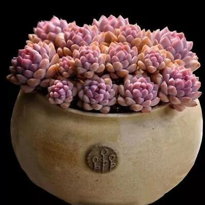 Caramel Spirit 1cm Diameter Echeveria Succulent  • $6