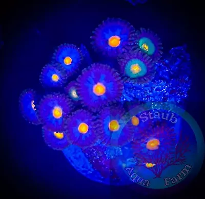 SAF~ “WYSIWYG” Zoanthid Combo Frag Palythoa Paly Zoa Coral Colony • $29.99